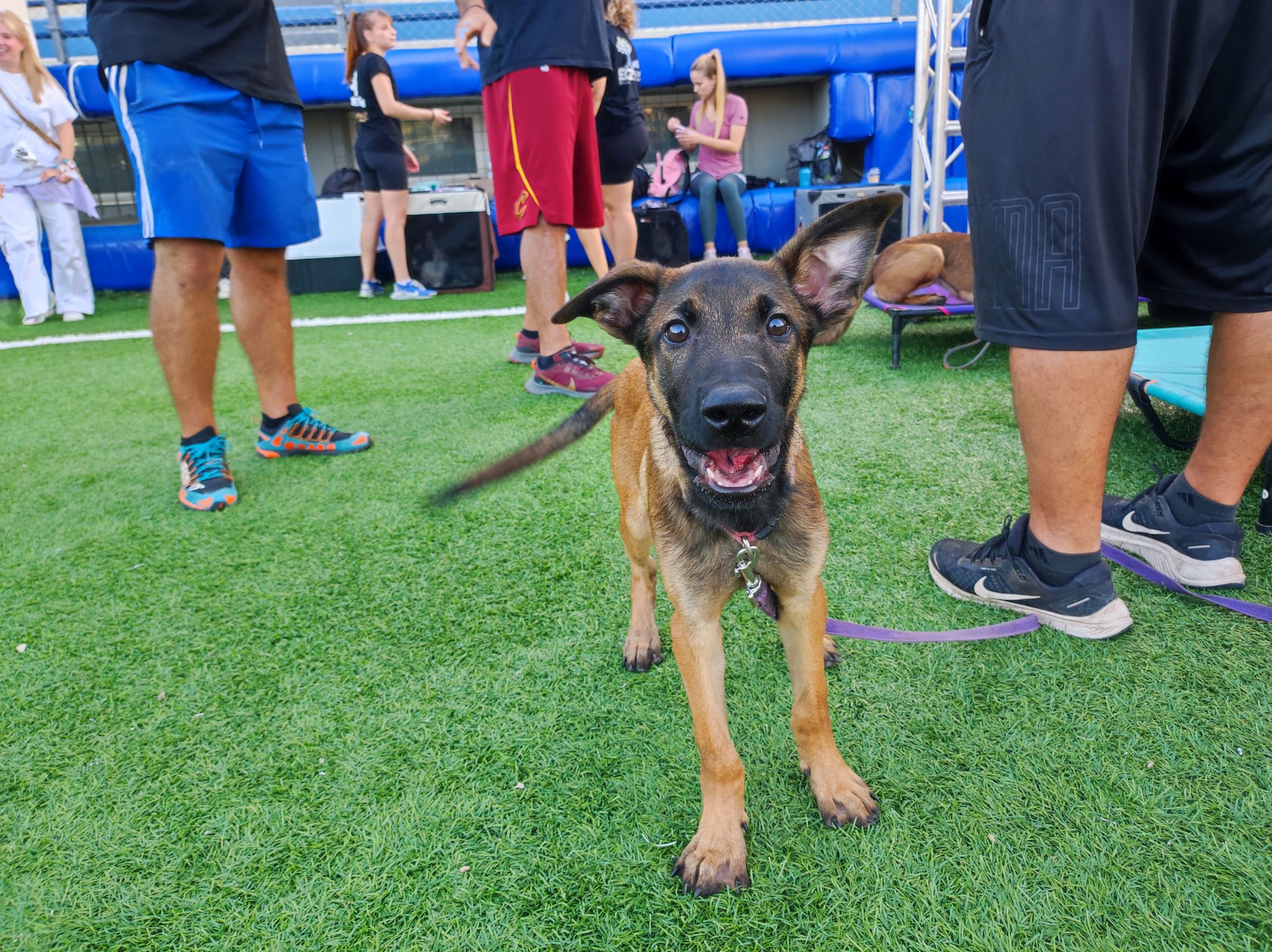 Ένα διήμερο για τον σεβασμό και την αγάπη προς τα ζώα οργάνωσε ο Δήμος Ηρακλείου Αττικής