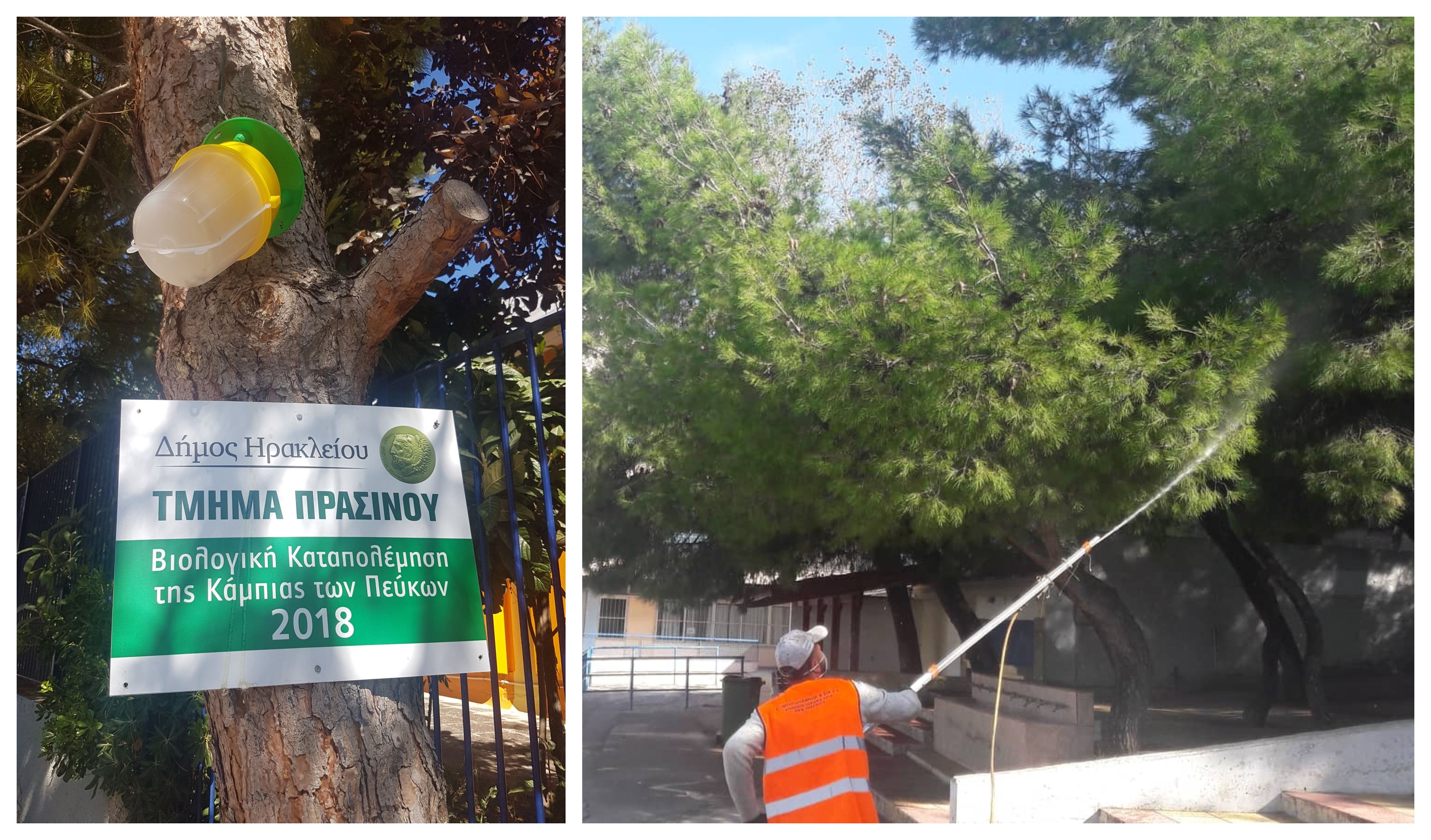 Δεύτερο στάδιο για τα μέτρα αντιμετώπισης της κάμπιας – Συνεχίζονται οι παρεμβάσεις που ξεκίνησαν το φθινόπωρο
