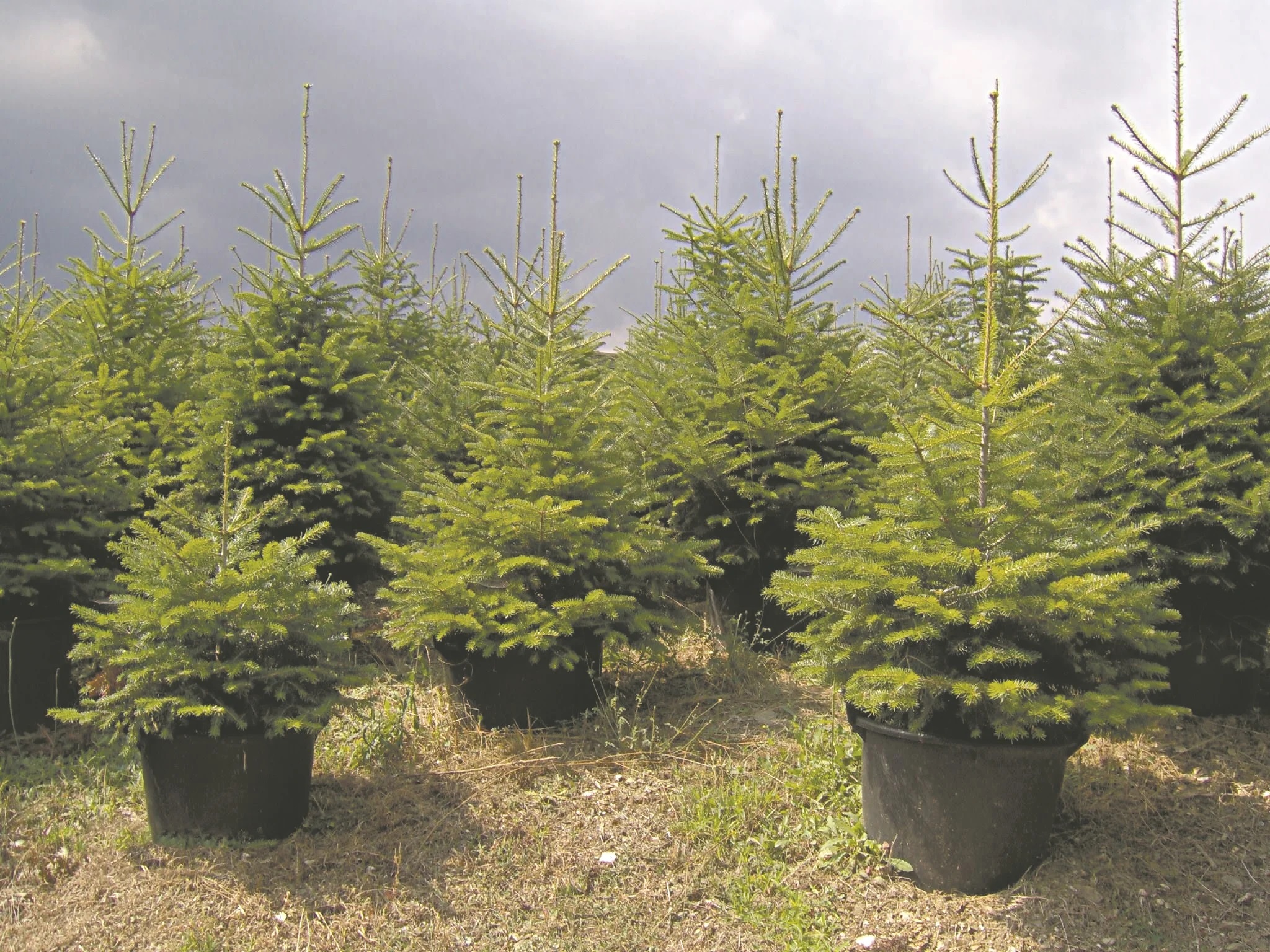 Ο Δήμος και τα παιδιά της πόλης φυτεύουν έλατα στο Κτήμα Φιξ